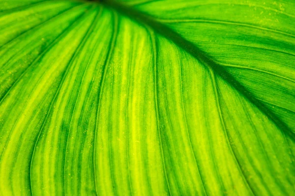 Close up of backlit Beautiful Pattern Green leaf