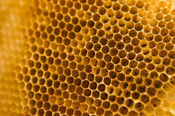 Pattern Honeycomb Pattern Texture Background — Stock Photo, Image