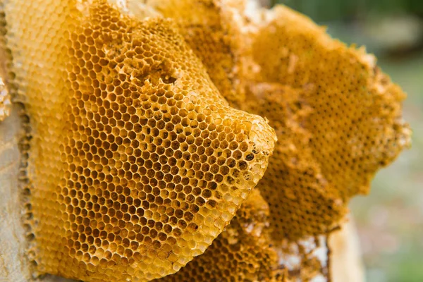 Pattern Honeycomb Pattern Texture Background — Stock Photo, Image