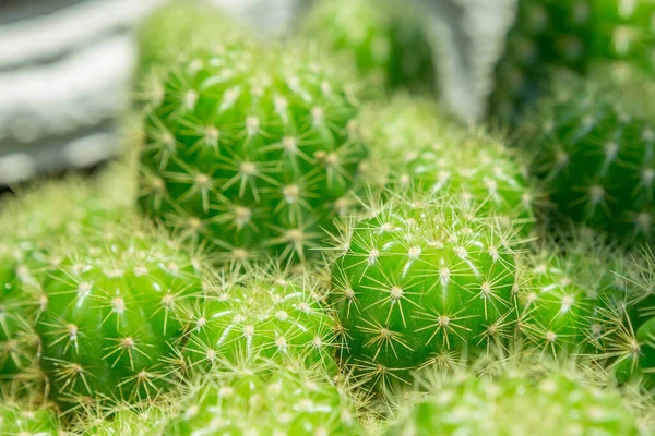 Enfoque Selectivo Cactus Maceta Con Luz Cálida Sobre Fondo Borroso — Foto de Stock