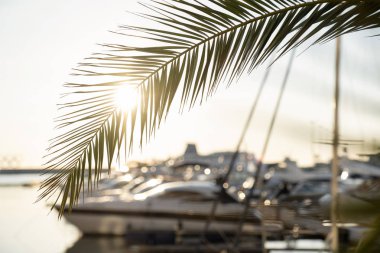 Güneşin diskinin görünür olduğu bir palmiye ağacının silueti. Su yüzeyinde gün batımı. Yatlar suyun üstünde. Liman, iskele..