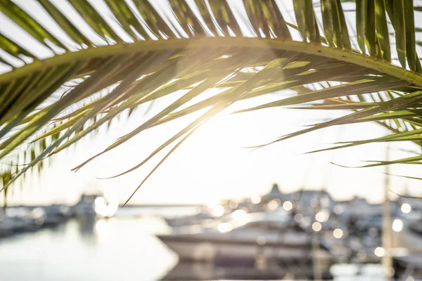 Güneşin aydınlattığı palmiye dalları. Güneş parlıyor. Denizde gün batımı. Bokeh Green yaprakları. Doğa. Liman. Yaprakların arasından. Sessiz bir liman..