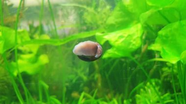 Akvaryum balığının camında yosun yiyen salyangoz. Yapışkan ağızlı salyangoz