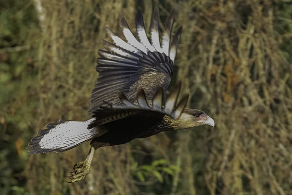 Południowy Caracara w locie szuka zdobyczy. — Zdjęcie stockowe