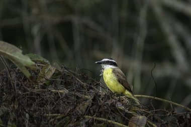 Ölü yaprakların üzerinde oturan sarı bir kuş.