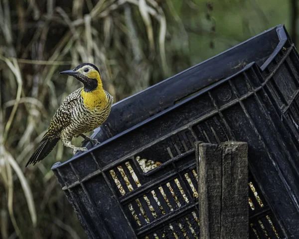Bir kutu dolusu patlamış mısırın üzerinde oturan sarı bir ağaçkakan. — Stok fotoğraf