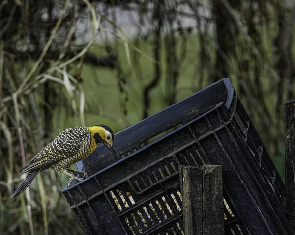 Bir kutu dolusu patlamış mısırın üzerinde oturan sarı bir ağaçkakan. — Stok fotoğraf