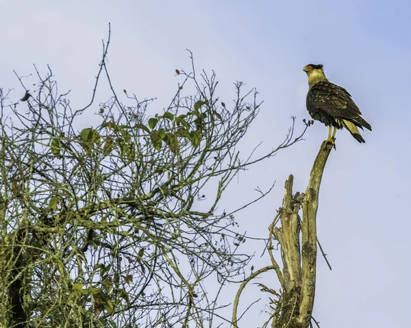 Um caracara do sul sentado no topo de um tronco morto a vigiar — Fotografia de Stock