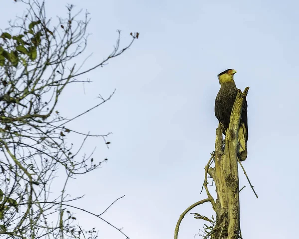 Ölü Bir Sandığın Tepesinde Oturan Bir Güney Caracara — Stok fotoğraf