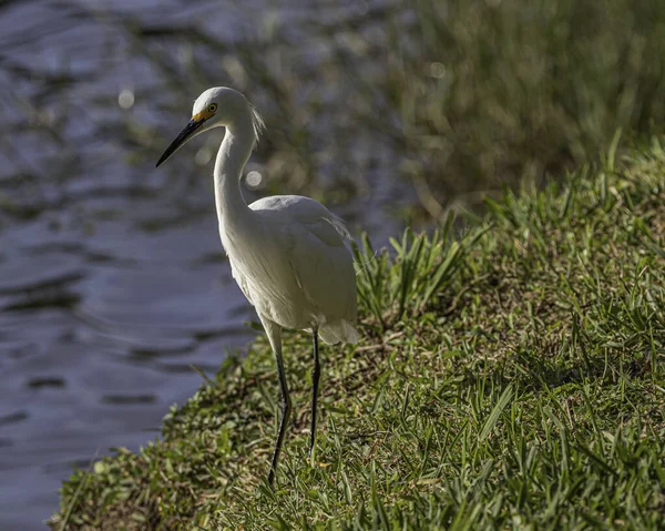 Белая птица, болтающаяся вокруг пруда — стоковое фото