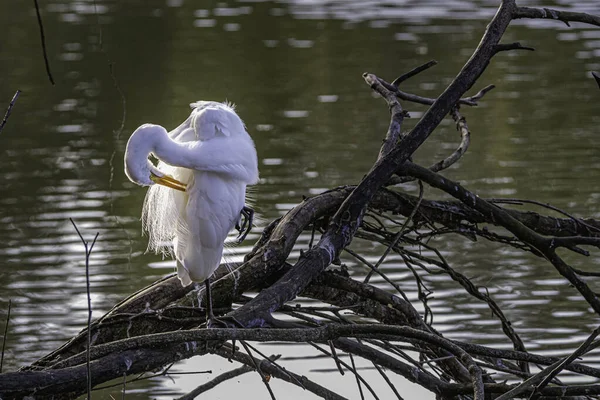 Белая птица, сидящая на мертвом дереве, взбивая перья — стоковое фото