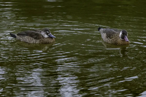 Бразильские чирки плавают в пруду — стоковое фото