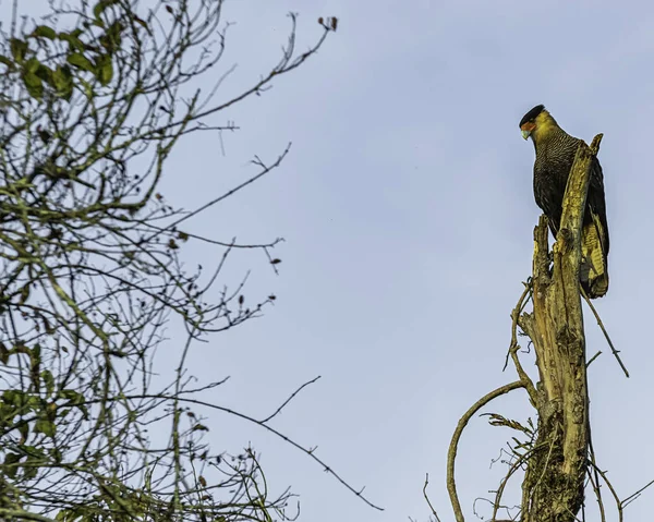 Egy déli caracara ül egy halott láda tetején, és vigyáz rá. — Stock Fotó