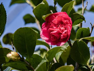 Güneşli bir bahar gününde açan kırmızı bir çiçek.
