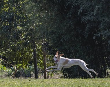 Parkta özgürlüğün tadını çıkaran bir köpek.