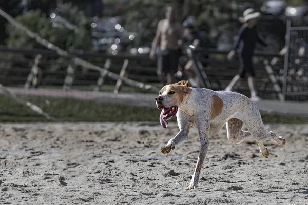 Un perro disfrutando de la libertad corriendo salvaje en un parque —  Fotos de Stock