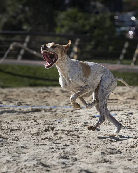 Un perro haciendo una impresión de un T-rex —  Fotos de Stock