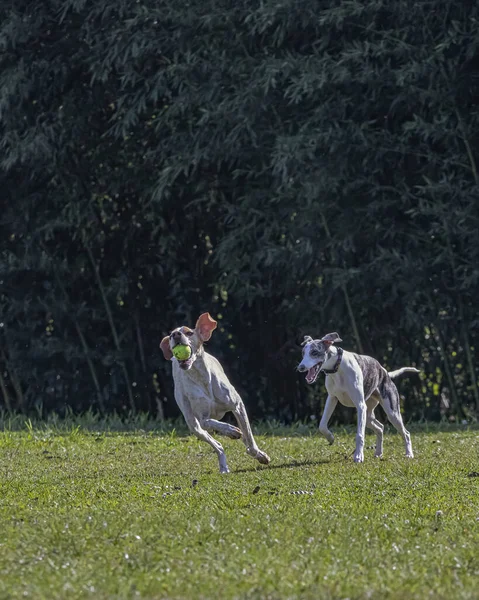 สองสุนัขล้อเล่นกับลูกบอล — ภาพถ่ายสต็อก