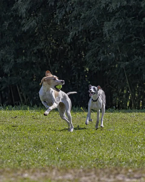 Két kutya bolondozik egy labdával. — Stock Fotó
