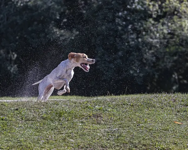 Ένας σκύλος απολαμβάνει την ελευθερία του τρέχοντας άγρια σε ένα πάρκο — Φωτογραφία Αρχείου