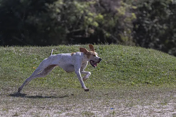 Un perro disfrutando de la libertad corriendo salvaje en un parque —  Fotos de Stock