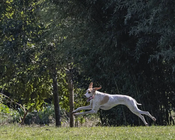 Собака наслаждается свободой, бегая по парку — стоковое фото