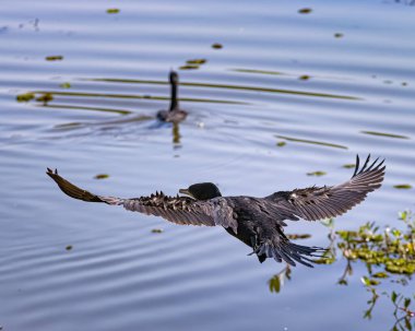 Suya inen bir karabatak