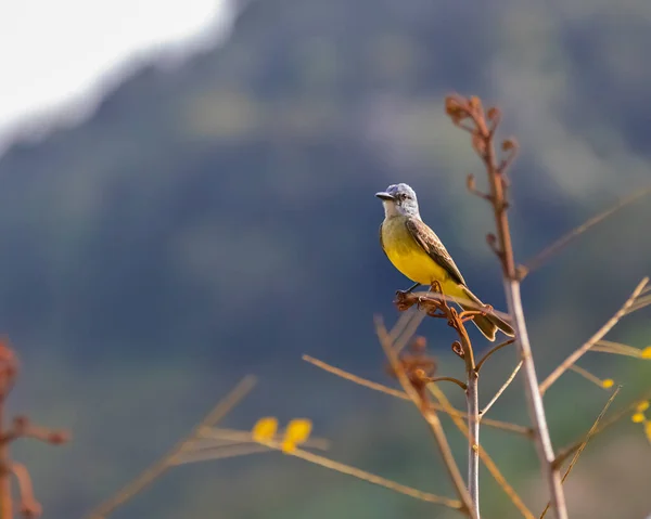 Pájaro Amarillo Posado Parte Superior Nuevos Brotes Árbol — Foto de Stock