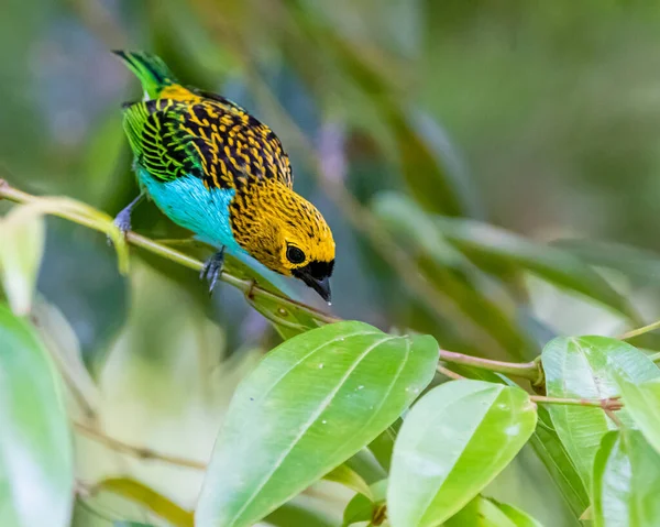 Oiseau Curieux Coloré Essayant Décider Est Sûr Obtenir — Photo