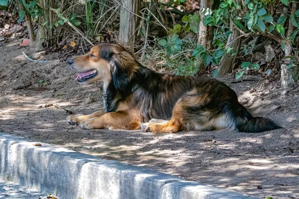 A dog, trying to escape the heat, resting under a tree shadow