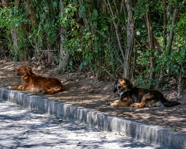 Perros Tratando Escapar Del Calor Descansando Bajo Una Sombra Árbol — Foto de Stock