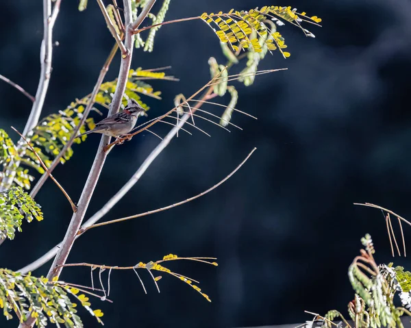 Small Bird Perched Leafless Branch Looking — Stok fotoğraf