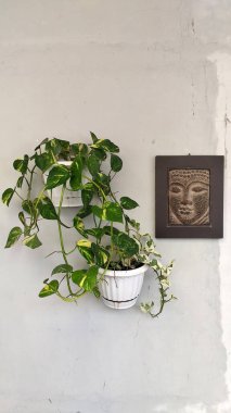 Sirih Belanda (Hollandalı betel), genellikle minimalist ev dekorasyonu için kullanılan bir sarmaşıktır.