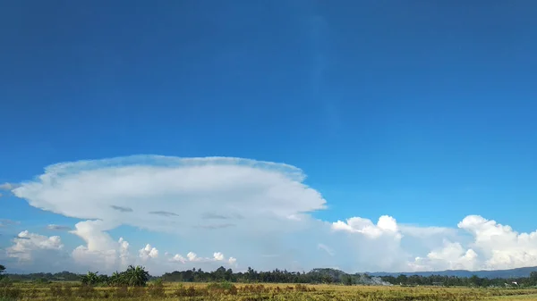 Reisfeld Nachmittag Mit Schönem Blauen Himmel Und Dramatischen Wolken — Stockfoto