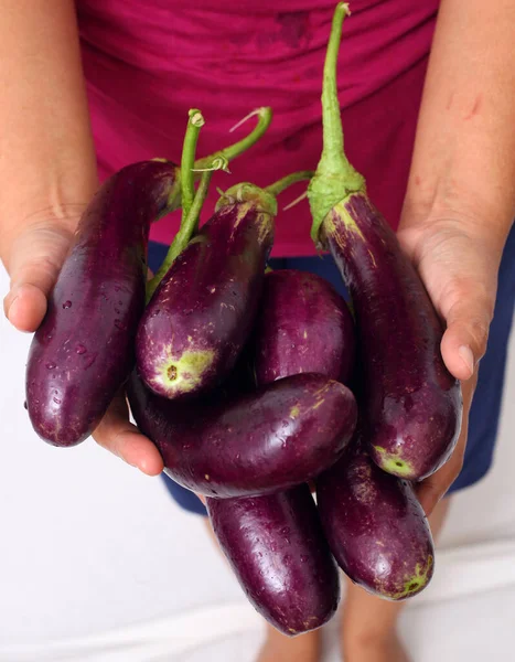 A female hand carrying several purple eggplants. Isolated on white background