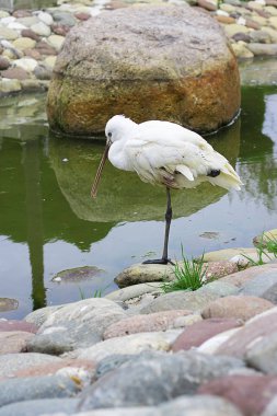 Küçük kurbağa gagası suda bir len üzerinde duruyor, taşları da arka planda. Hayvanat bahçesinde esir tutulan vahşi kuşlar ve hayvanlar hakkında metin ve tasarım için kopya alanı ile dikey. Doğa savunması.