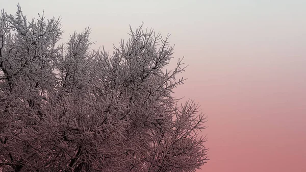 Zweig eines Baumes in Schnee-Textur, heller Korallen-Duoton, Winter- und Weihnachtshintergrund für Postkarten und Tapeten, Vintage-Stil, horizontales Banner mit Kopierraum — Stockfoto
