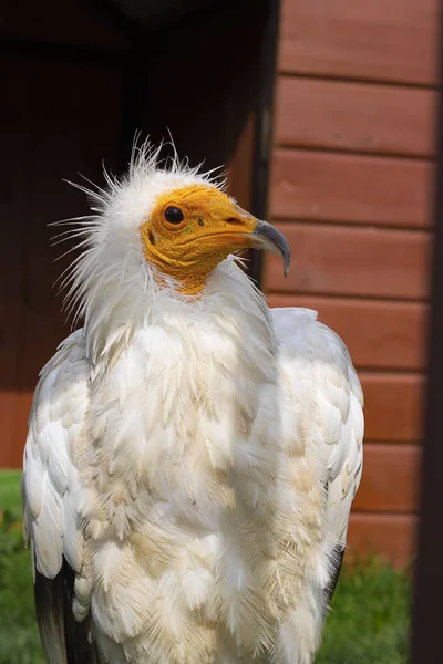 Egyptský Neophron percnopterus dravý pták, bílý sup mrchožrout nebo faraónovo kuře, detailní zázemí na hnědých prknech. selektivní zaměření, portrét, zvířata chovaná v zajetí. — Stock fotografie