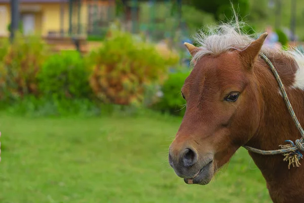 Κόκκινο Pony κεφάλι με λευκό κρίστα και κορδόνι στο λαιμό του στο παρασκήνιο για πράσινο δάνειο και δέντρα. Οριζόντια με αντίγραφο χώρου. Κακοποίηση των ζώων, κατοικίδιο ζώο, μικρό άλογο. — Φωτογραφία Αρχείου