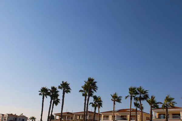 Fila de altas palmeras sobre las copas de las casas del fondo del hermoso cielo azul. Horizontal con espacio de copia sobre bienes raíces, villa cerca del mar, propiedad de lujo, alquiler de habitaciones y viajes —  Fotos de Stock