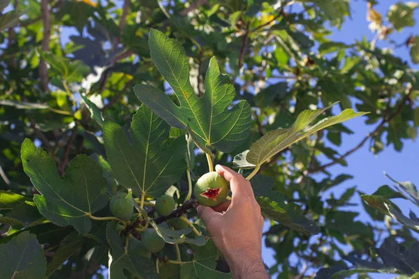 Ręka człowieka podnosi świeżą zieloną figę z drzewa z dużymi liśćmi w poziomie. Tapety i projekt o ogrodnictwie, dorastanie roślin owocowych, zbiory — Zdjęcie stockowe