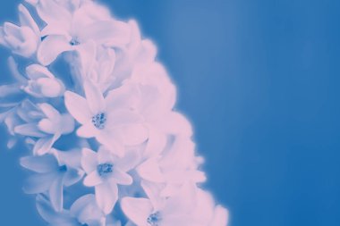 Boş arka planda sümbül çiçek açıyor. Mavi duotone. Dikey. Tasarım