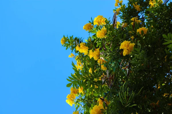 Buske med gula blommor pÃ ¥bachground av blÃ ¥himmel, horisontella, sommar humör — Stockfoto