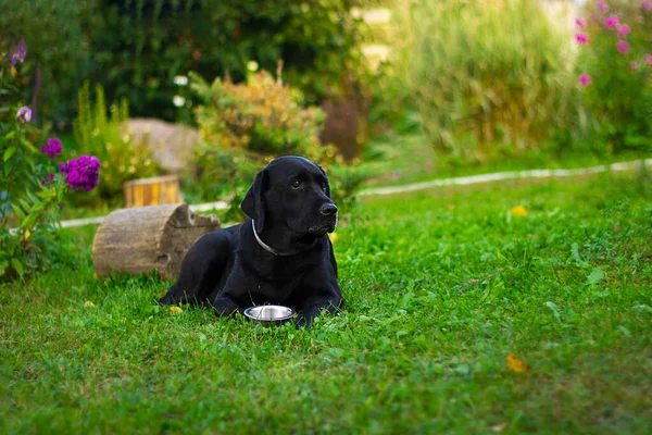 Siyah Labrador köpeği yeşil çimlerin üzerinde yatıyor. Önünde boş metal kase var. Arka planda bulanık. Metin ve tasarım için kopyalama alanı olan yatay