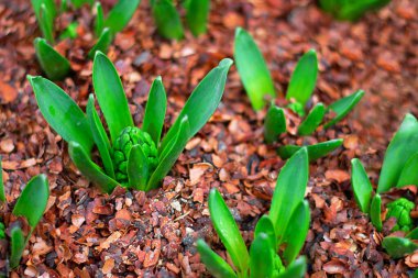 Kapalı tomurcuklu sümbüllerin genç yeşil filizleri. Bahar erken geldi. Yatay