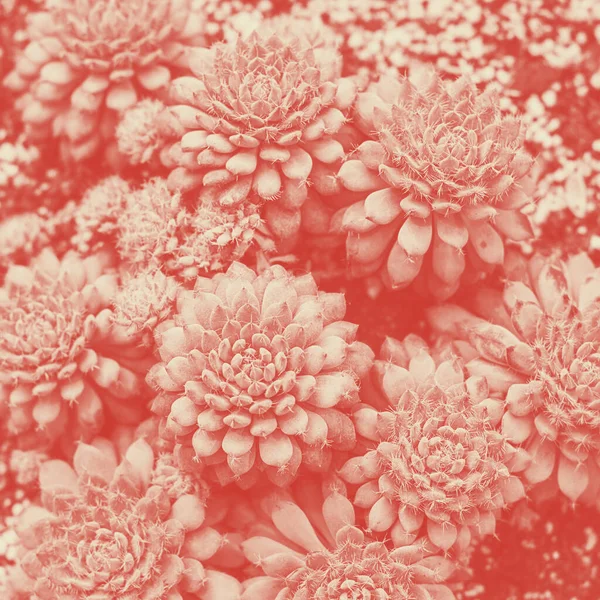 Aeonium Graptopitalum κάκτος πάνω όψη, Coral duotone — Φωτογραφία Αρχείου