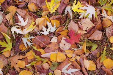 Farklı ağaçlardan düşen sonbahar yapraklarının renkli arkaplanı. Sonbahar için parlak renkli bir resim, sezon konsepti. Kopyalama alanı ile yatay