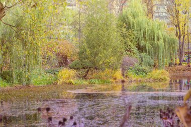 Park göleti ve sarı ağaçlar. Kopyalama alanı ile yatay