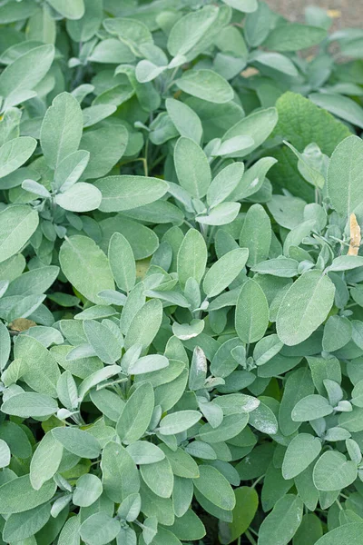 Salie plant, nuttig als een voedsel kruid en genezende kruid. Groene bladeren bachground. Verticale textuur voor tekst en ontwerp over tuinieren, zaad, opgroeien en verzamelen om remedie te maken. Blauwe toon — Stockfoto