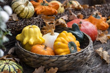 Cadılar Bayramı sonbahar dekoratif arka plan yıldızı doğal sepetin içinde renkli kabak kabakları ve yaşlandırılmış halat fon. Bahçe ve hasat hakkında duvar kağıdı, sağlıklı ürün, yatay